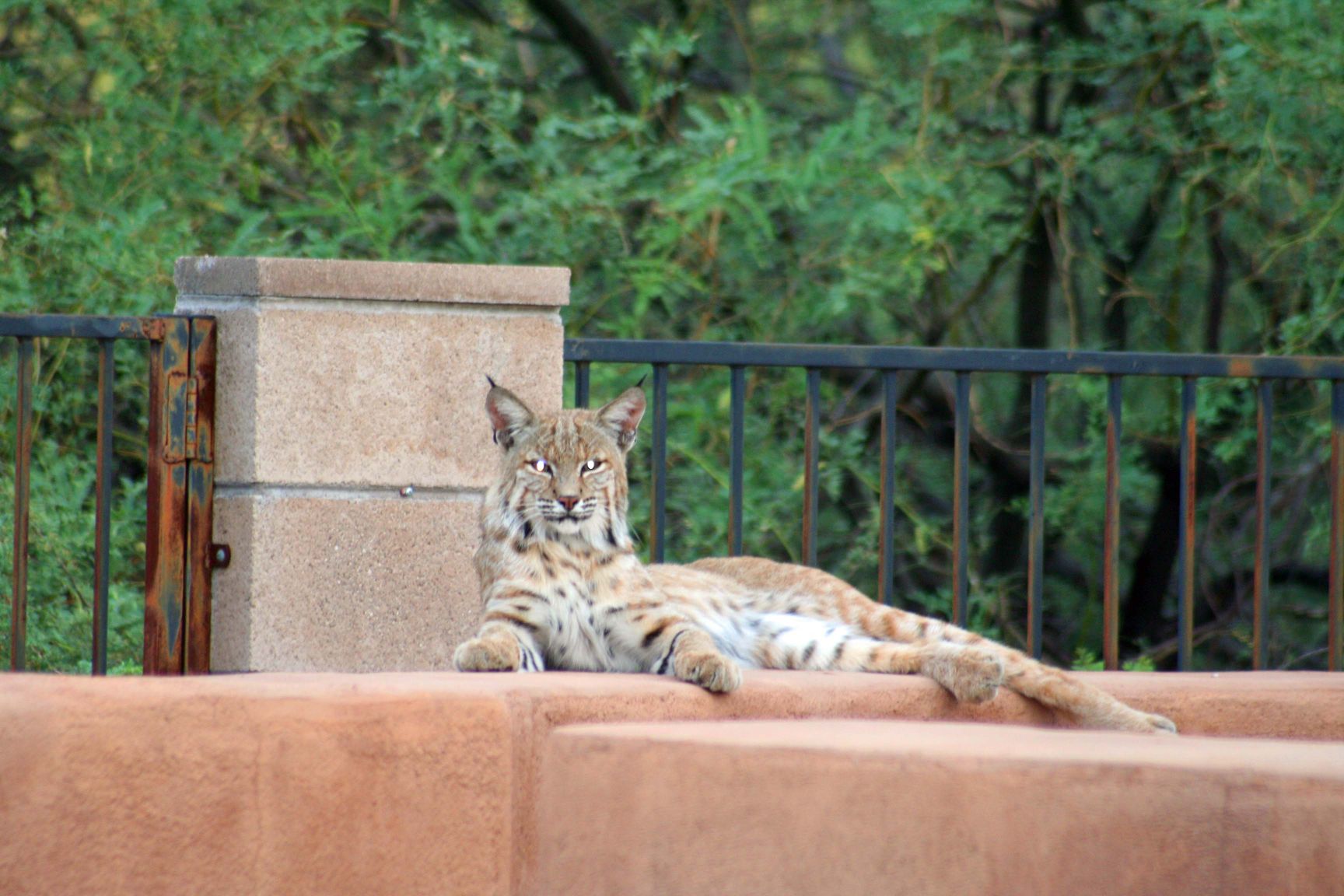 Backyard bobcats